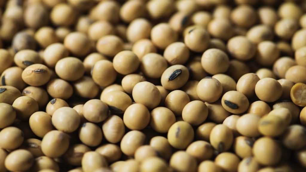 انخفاض واردات مصر من الفول الصويا بنسبة 63.2%