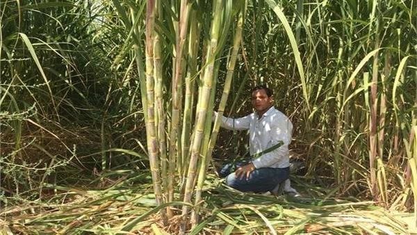 2500 جنيه لتوريد طن قصب السكر و2400 جنيه للبنجر