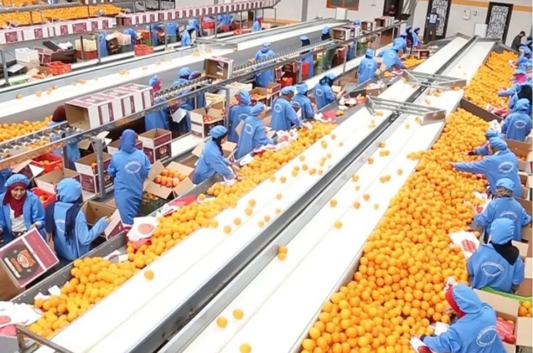 السودان والسعودية على رأس الدول المستوردة للمنتجات الغذائية المصرية .. والموالح في المقدمة