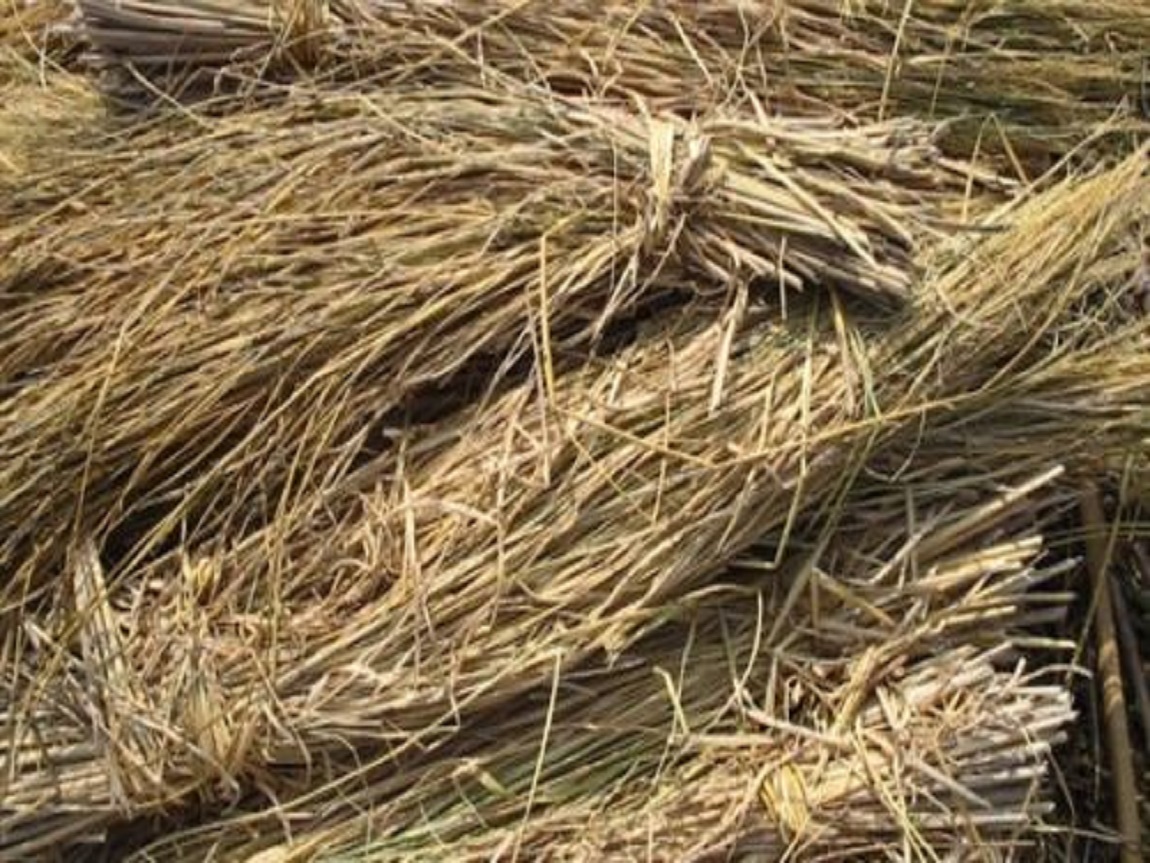 "البيئة": إعادة تدوير قش الأرز حقق مليار جنيه عوائد اقتصادية