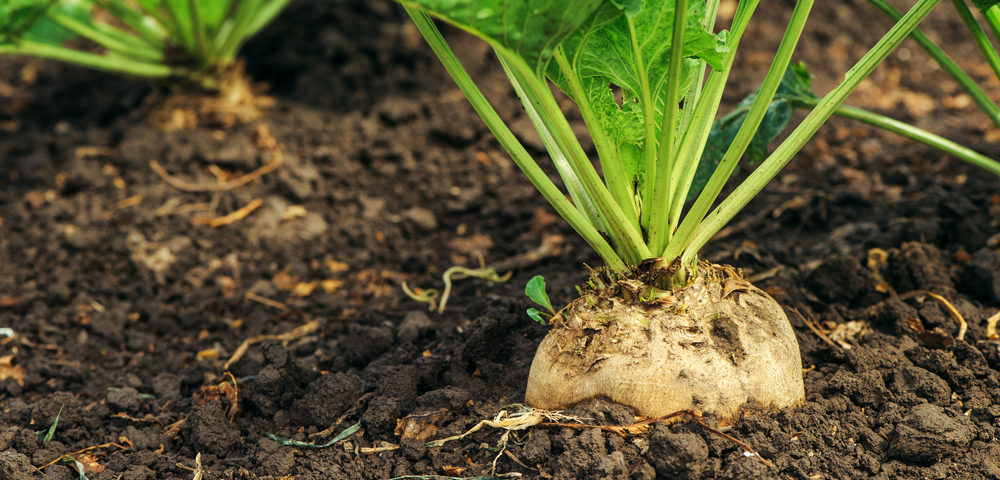 الشرقية للسكر ترفع حجم تعاقداتها على البنجر للموسم المقبل