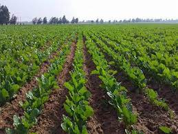 تراجع مساحات زراعات بنجر السكر للموسم الجديد بسبب انخفاض عروض الشركات