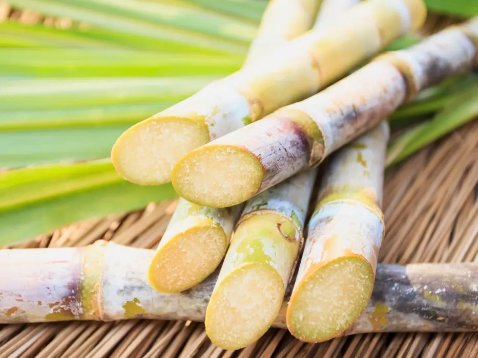 تعاون مشترك بين الري والشركات لتعزيز انتاج سكر القصب والبنجر