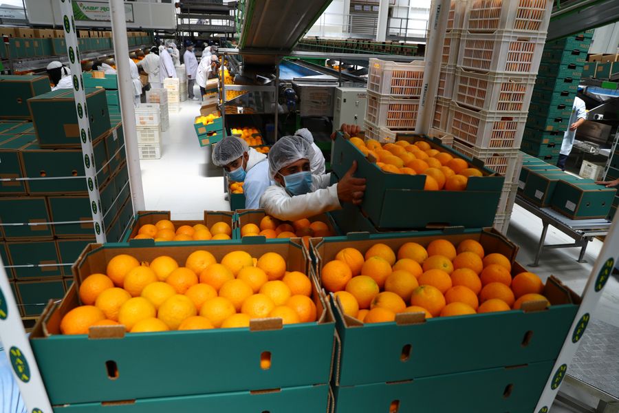 الزراعة الأمريكية تتوقع محافظة البرتقال المصري على الصدارة في الولايات المتحدة
