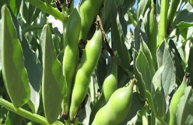 الزراعة تصدر توصيات هامة لمزارعي الفول البلدي لحماية المحصول