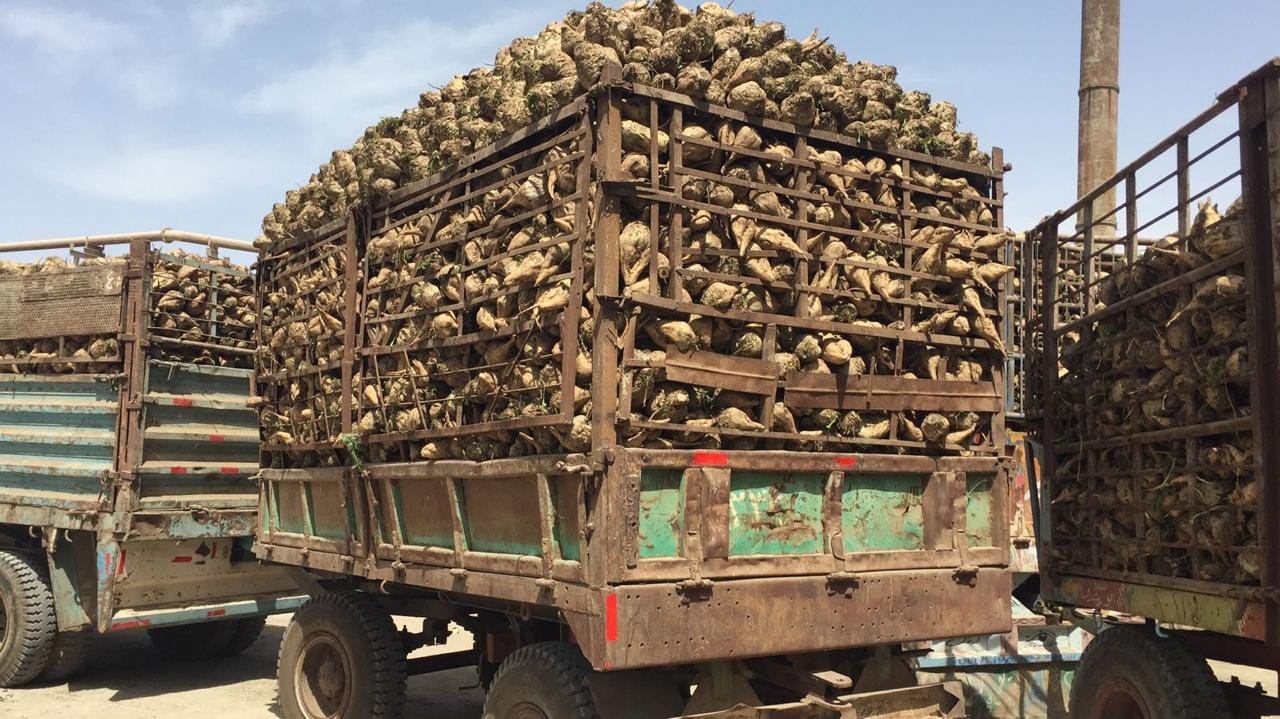 بدء توريد البنجر لمصنع أبو قرقاص .. وأزمة السكر تنتهي خلال أسبوعين