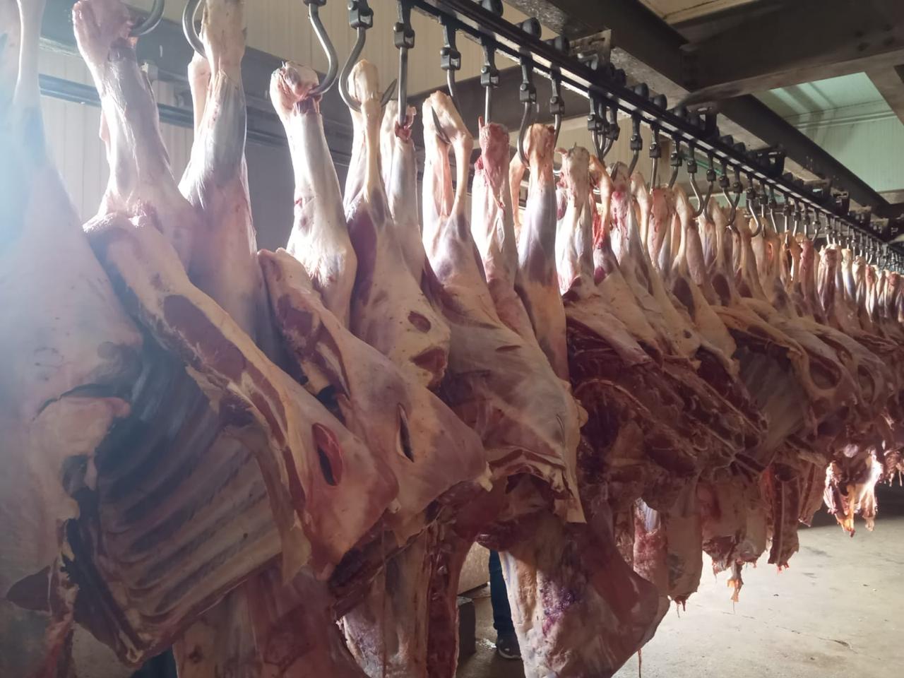 التموين : ضخ 150 طن لحوم طازجة يوميا في المجمعات والمنافذ المتحركة