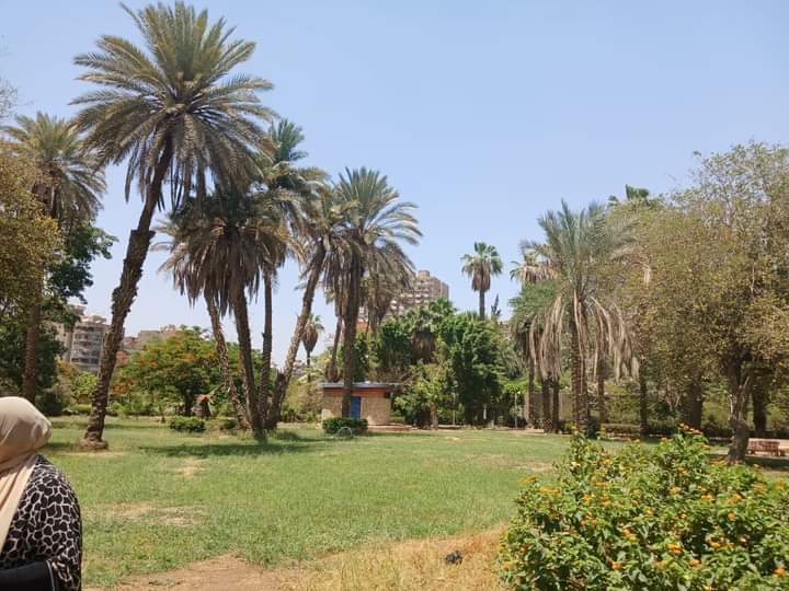 وزيرة البيئة : وجود أمراض في بعض أشجار الميريلاند وراء تقليمها .. ولا يوجد قطع لها