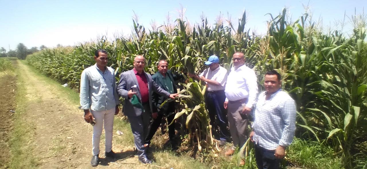 الزراعة : الحالة العامة لمحصول الذرة بالفيوم ممتازة