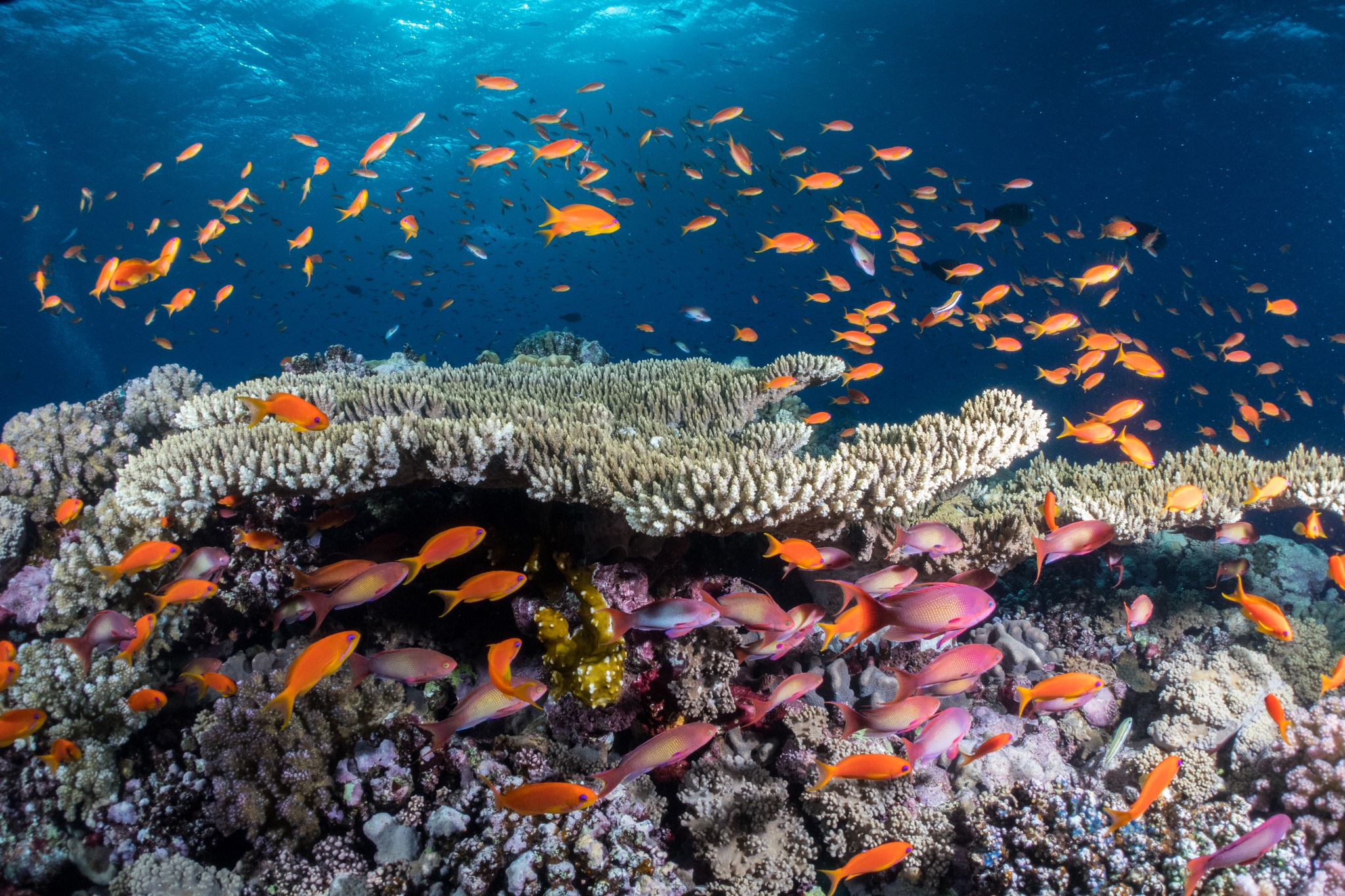 15 مليون دولار من الوكالة الأمريكية للحفاظ على الشعاب المرجانية بالبحر الأحمر