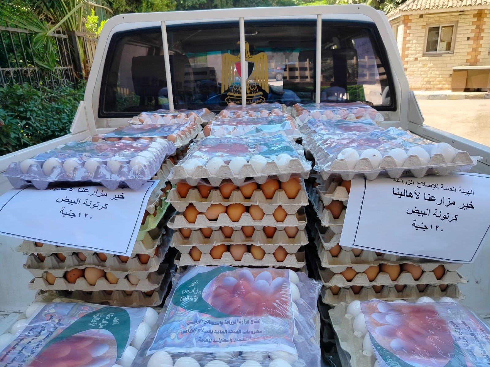 الزراعة تطرح كرتونات بيض مائدة بأسعار مخفضة في ٧ محافظات