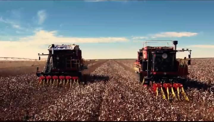 الأسبوع المقبل : سداد 3 مليارات جنيه باقي مستحقات مزارعي توريد القطن