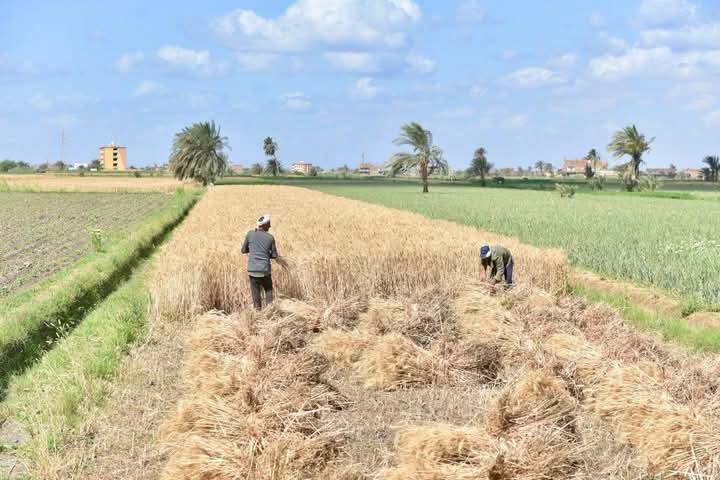 الزراعة : دعم المزارعين استعدادًا للموسم الجديد وزيادة إنتاج القمح