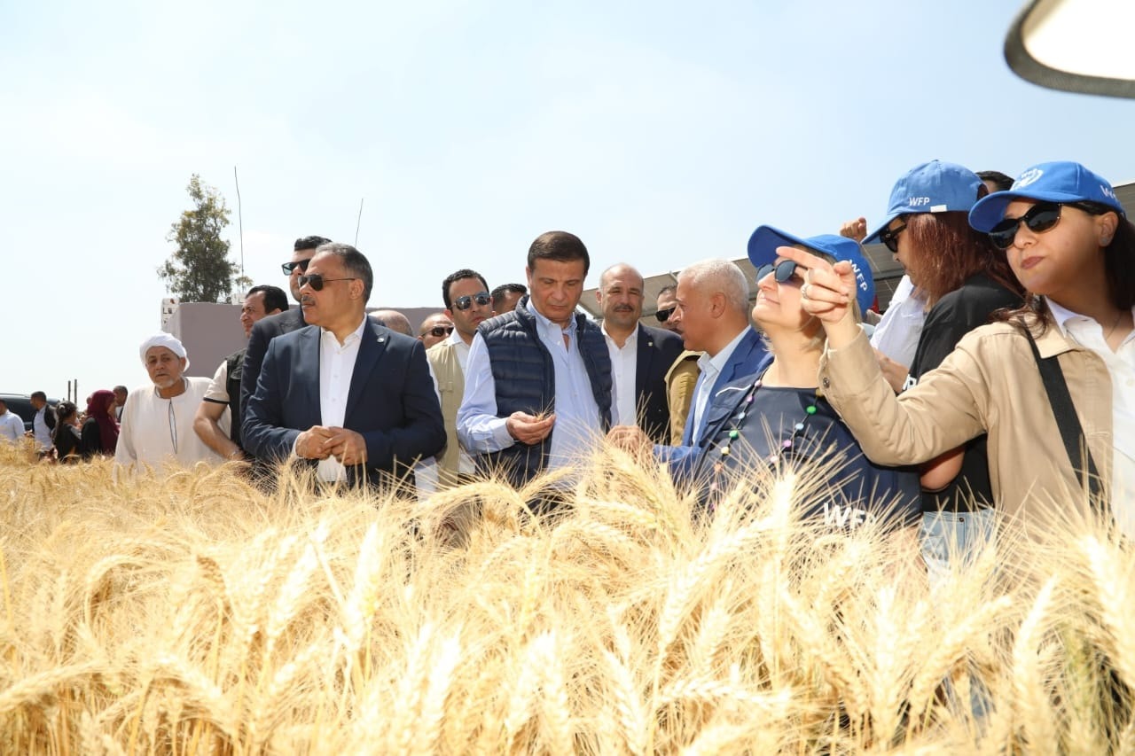 Sharqia harvest begins, UN reports 30% water reduction