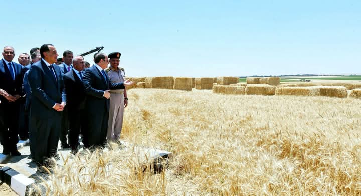 الانتهاء من توريد أكثر من 3.2 مليون طن قمح