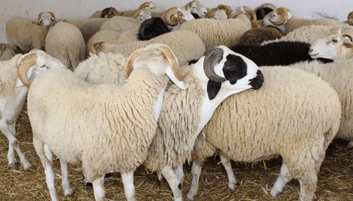 Selling meat, poultry, sheep; 21 tents open in governorates