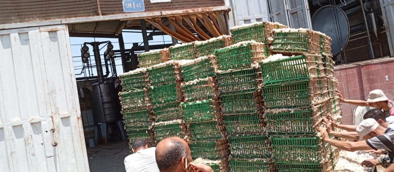 بدء توريد محصول الياسمين لمصانع شبرابلوبة بالغربية