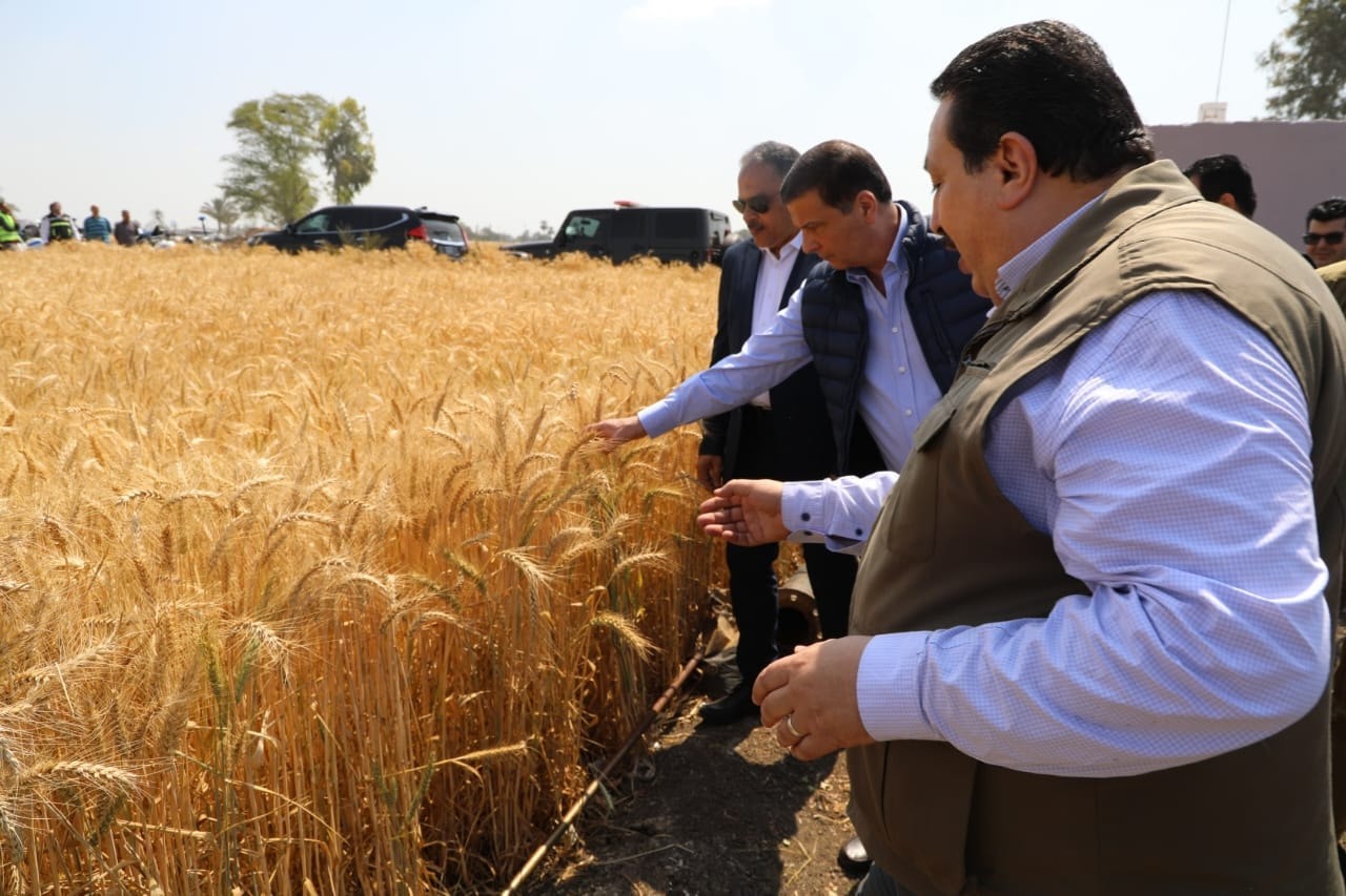 Egypt denies wheat supply shortfall, reports record deliveries