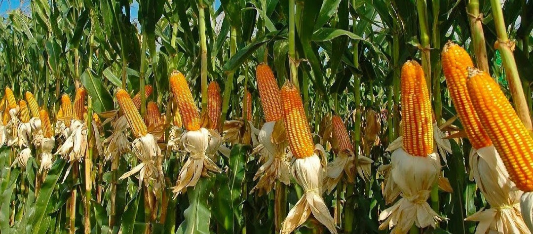 Cabinet: State continues maize crop support, boost production