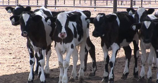 Farouk announces EGP 149M for veal project beneficiaries