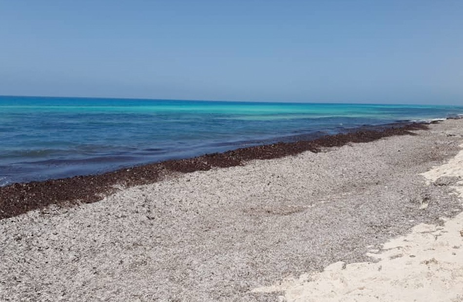 Government issues new coastal rules for North Coast projects