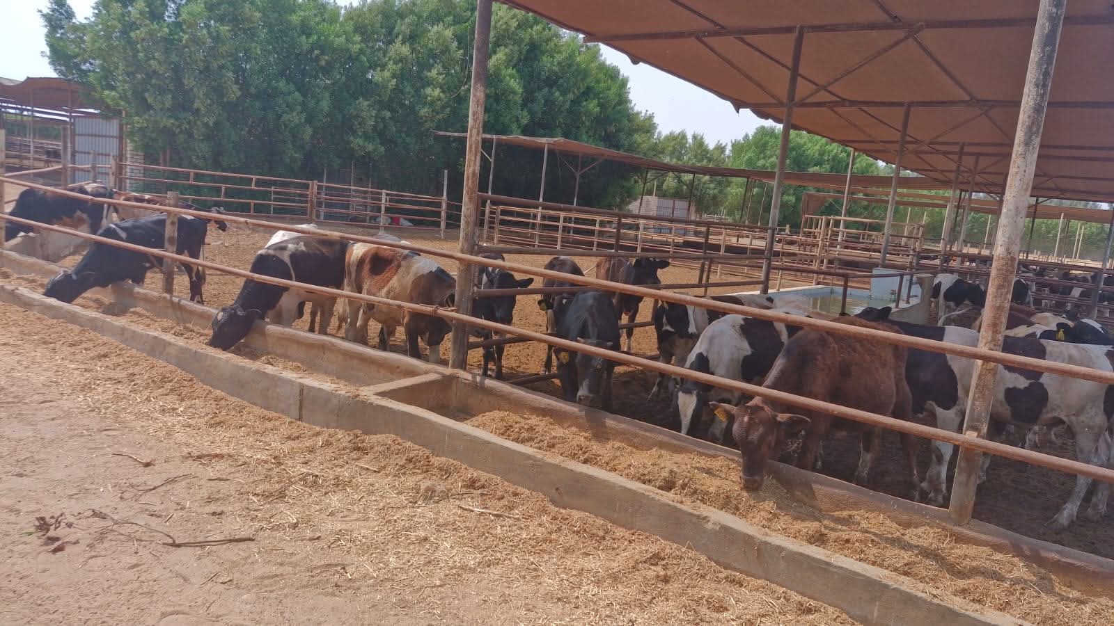 Agriculture takes action on foot-and-mouth disease