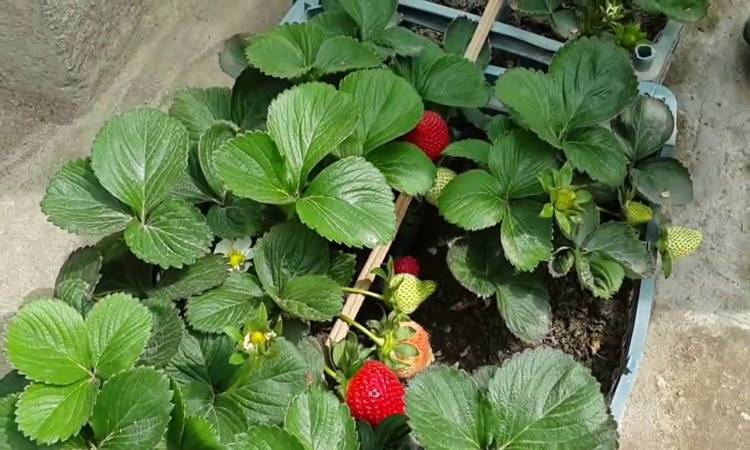 Strawberry saplings gain access to Peru market