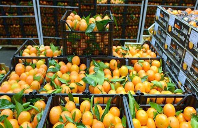 Egypt’s agricultural exports reach 6.8 million tons