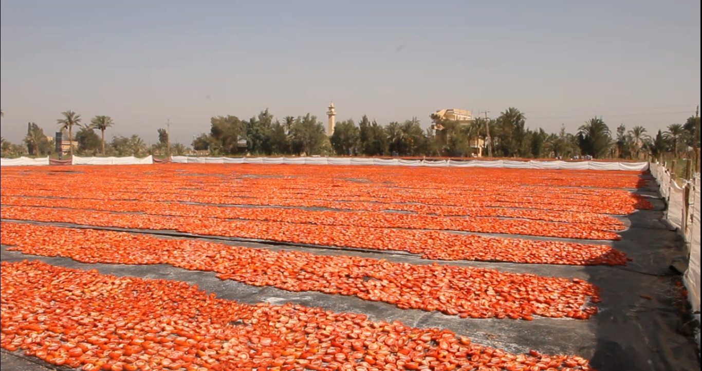 Egypt’s food exports reach 183,000 tons in one week