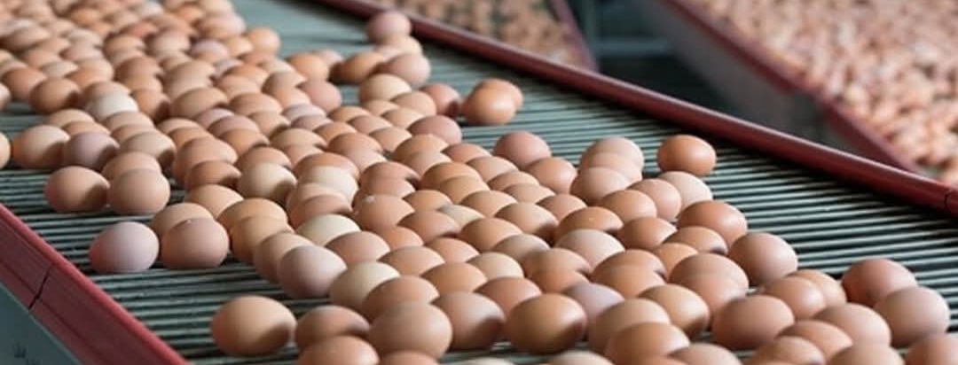 التنمية المحلية: مشروع الثلاثين مليون بيضة سيساعد على استقرار السوق