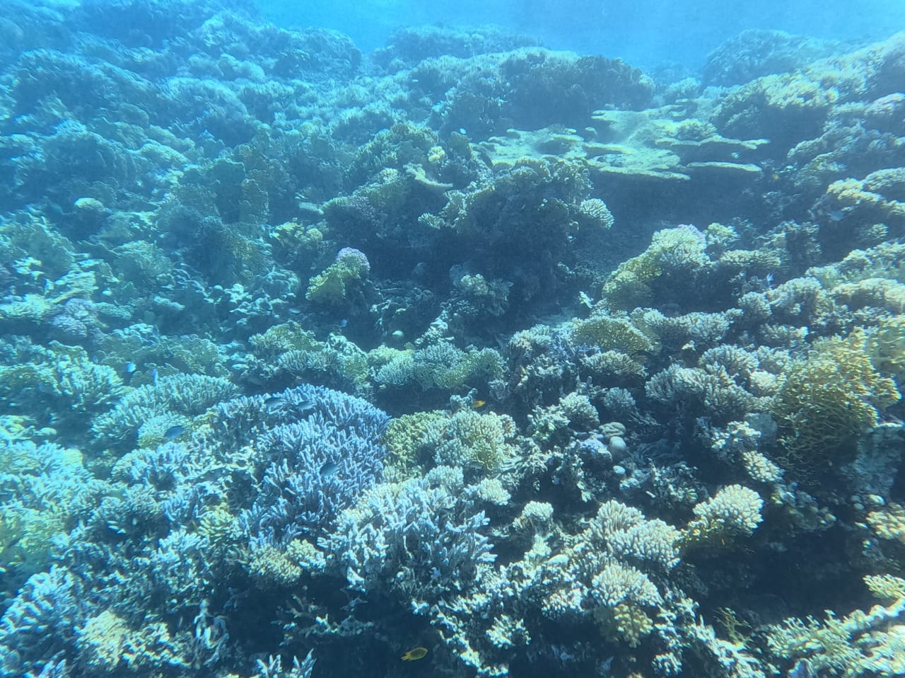 Environment Ministry: Most Red Sea coral reefs recovered from bleaching