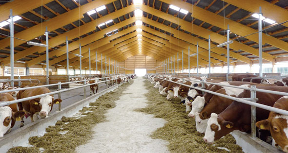 Agriculture Ministry issues 385 licenses for livestock, poultry projects