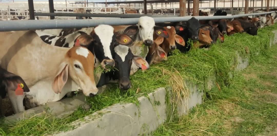 الزراعة : حالتا إصابة فقط بالحمى القلاعية للماشية بالمنوفية