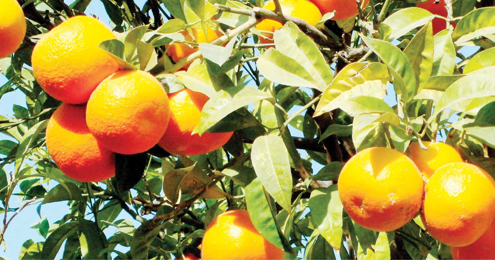 EU cuts inspection rate on Egyptian citrus to 10%, says Farouk