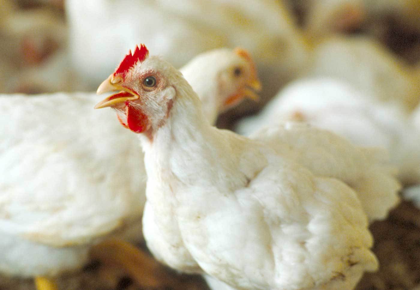Egypt confirms no avian influenza as poultry prices rise due to seasonal demand