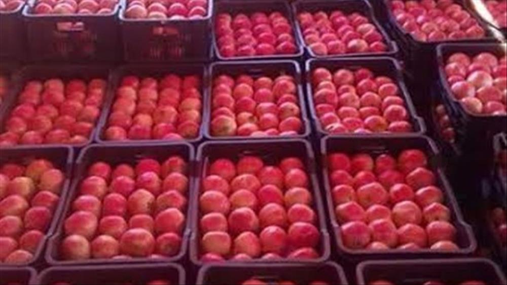 Egypt opens Dominican market to agricultural exports