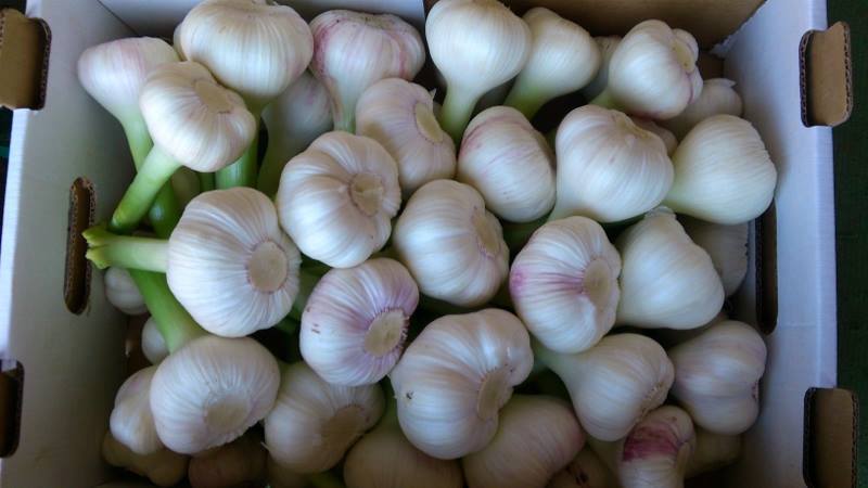 Egypt opens Vietnamese market to fresh onions, garlic exports