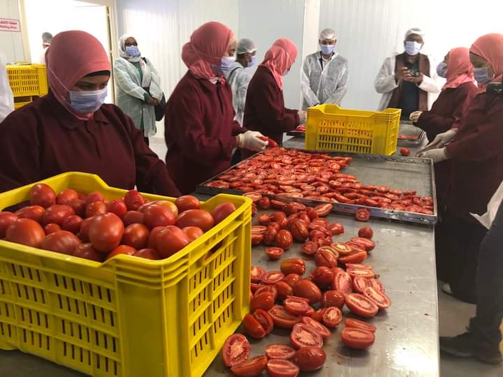 مشروع تجفيف الطماطم في إسنا